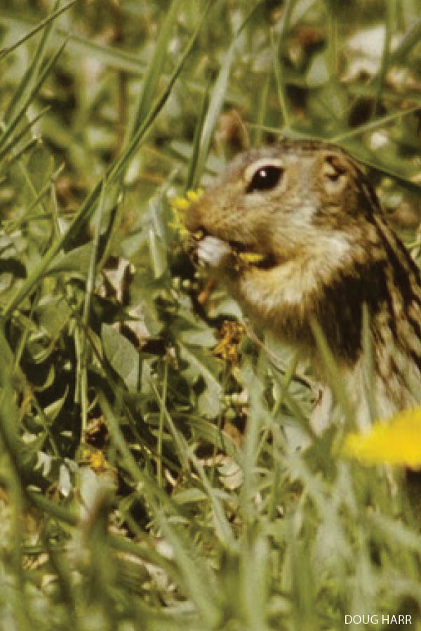 The thirteen-lined ground squirrel spends more of the year asleep than awake!  |  Iowa DNR